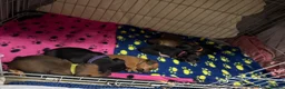 Mixed Breed dogs for sale: Dorkie (dachshund x Yorkie) pups beautiful pups🐾 in Borehamwood - Advert 8