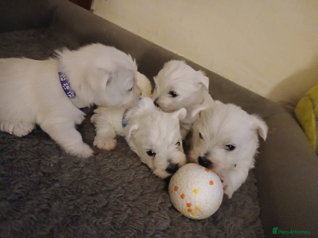 West Highland Terrier dogs for sale: 3 beautiful Westie pups - Advert 10