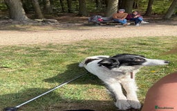 Border Collie dogs for sale: Tri coloured collie- Misty  - Image 4
