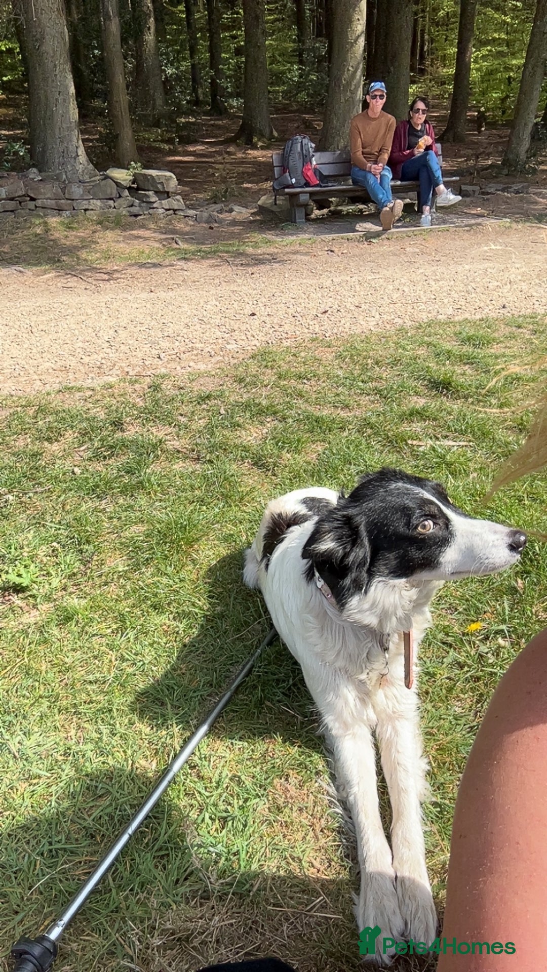 Border Collie dogs for sale: Tri coloured collie- Misty  - Image 4