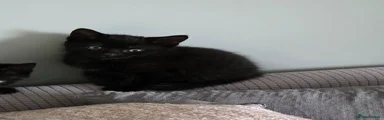Mixed Breed Kitten 3