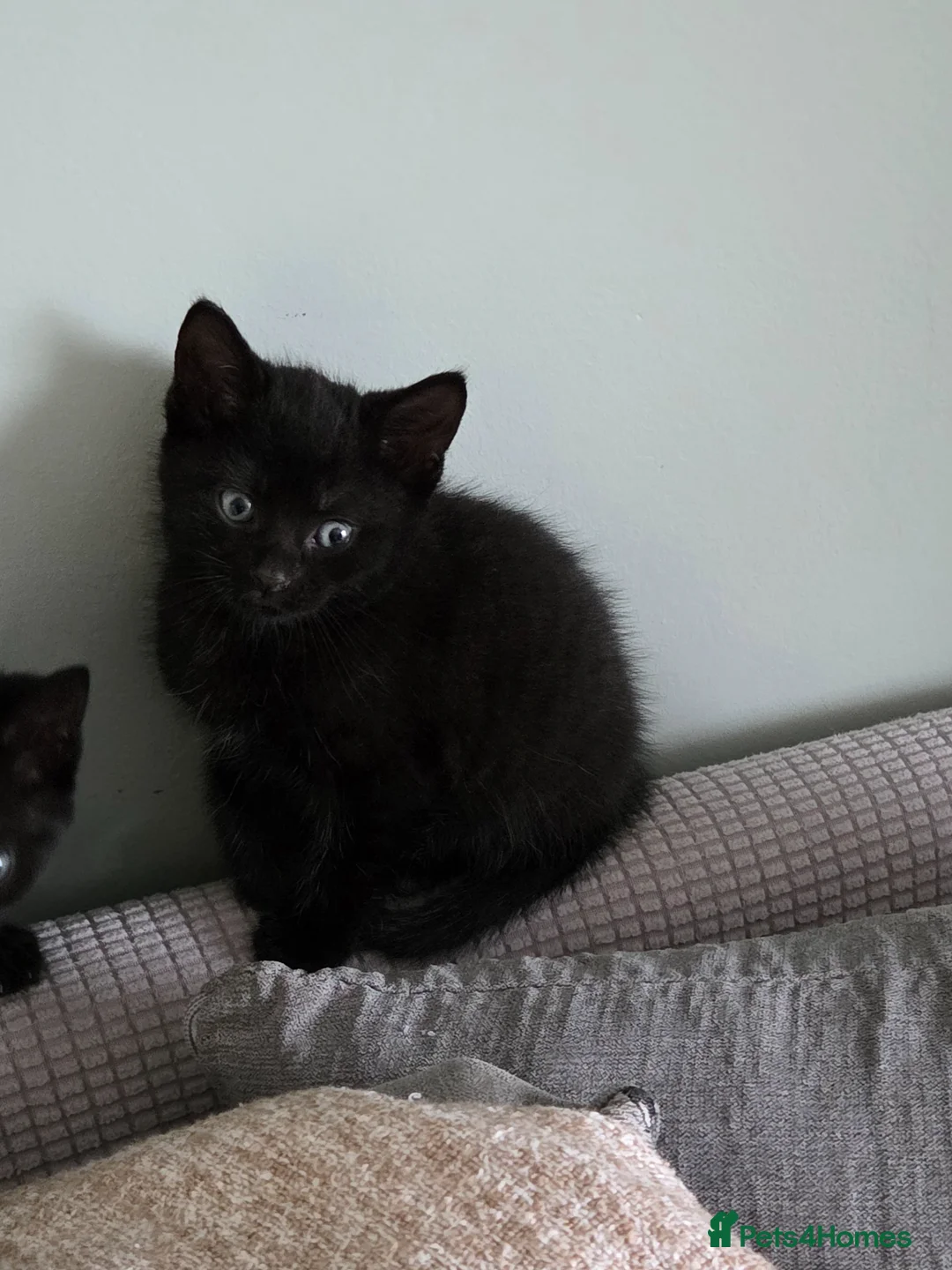 Mixed Breed cats for sale: Domestic short hair X British blue  - Advert 11