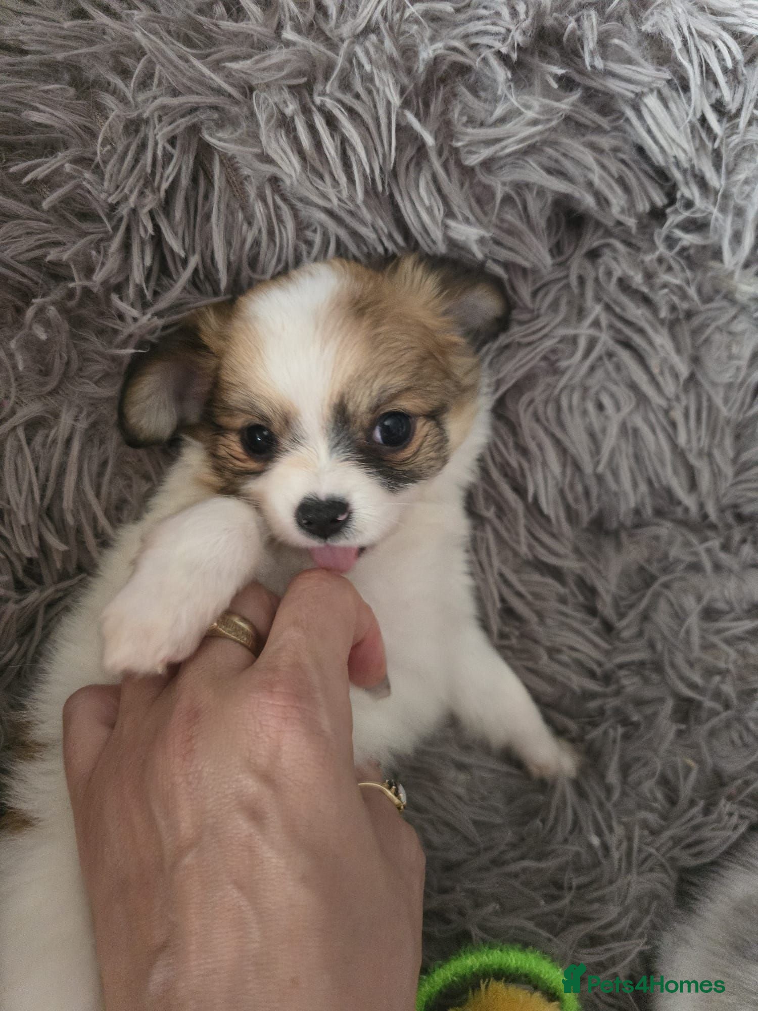 Chihuahua dogs Stunning long haired chihuahua - READY NOW puppies - Advert 4