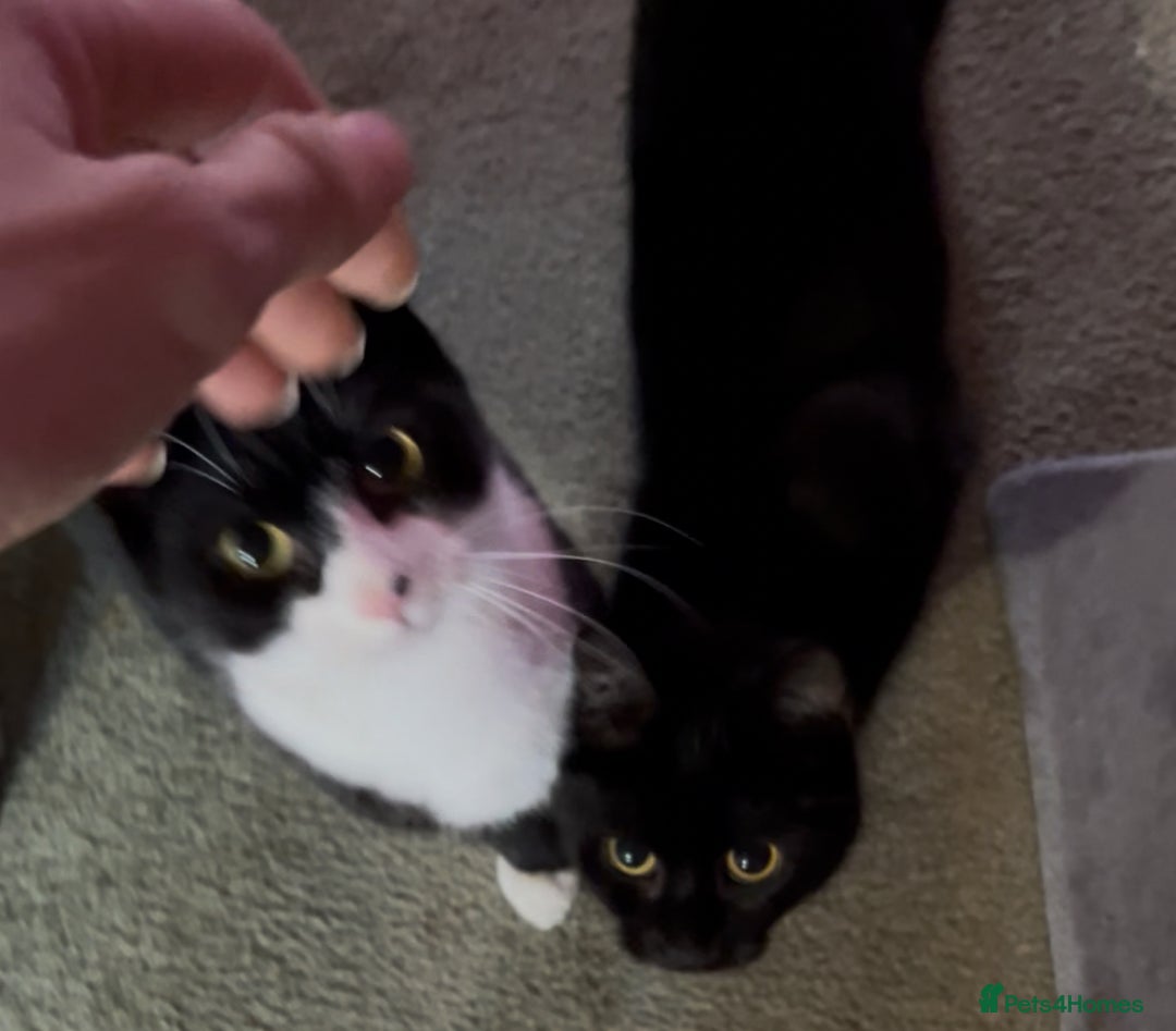 Mixed Breed cats for adoption: Rescue siblings Bumble and Bee need 1st ever home - Advert 12