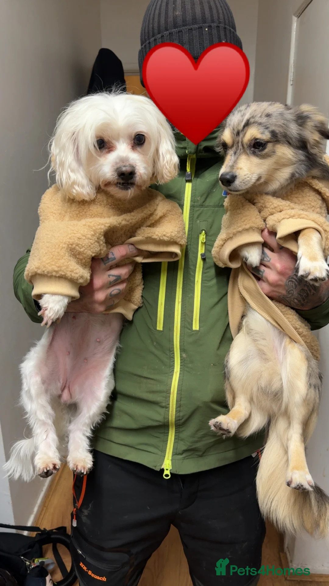 Jack Chi dogs for sale: 12 month old Merl JackChi  **  - Advert 4