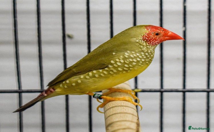 Finches birds - Advert 1
