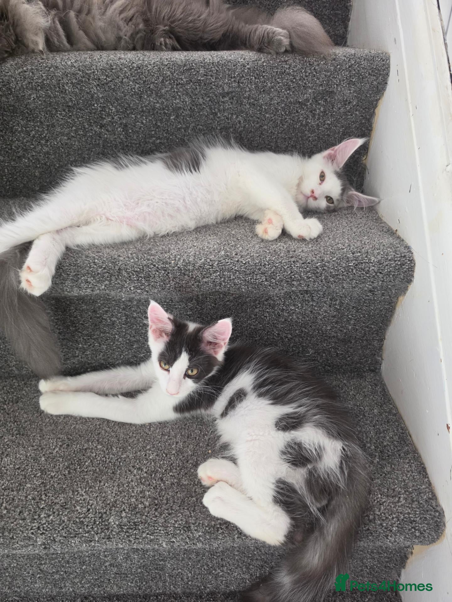 Maine Coon cats TICA REGISTERED STUNNING KITTENS  - Advert 4