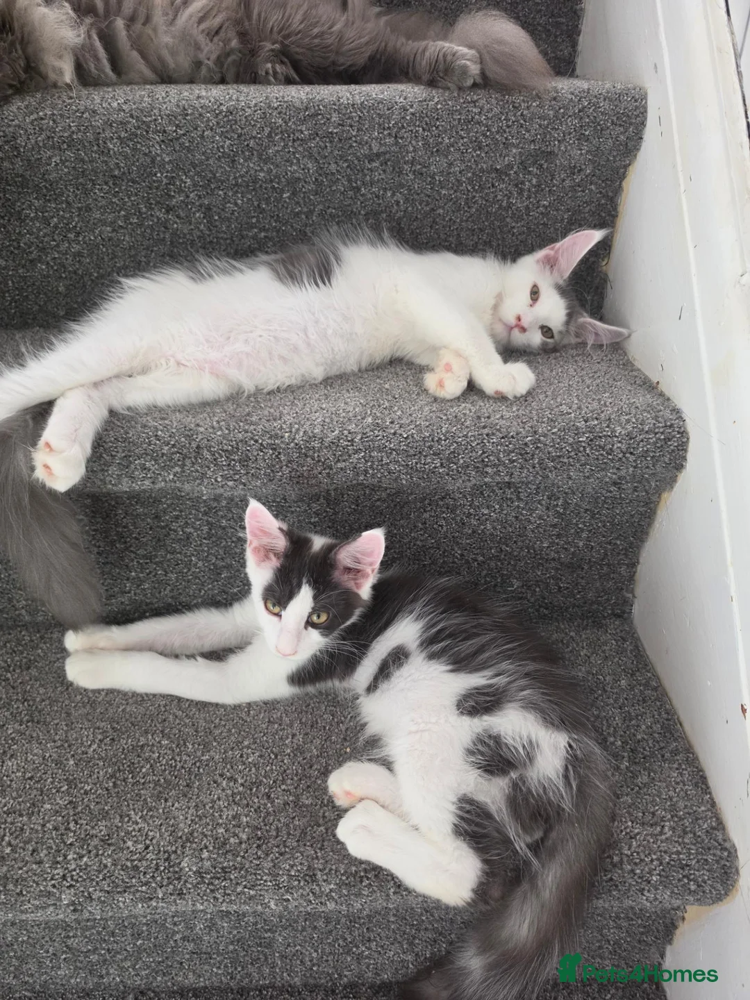 Maine Coon cats for sale: TICA REGISTERED STUNNING KITTENS  - Advert 2