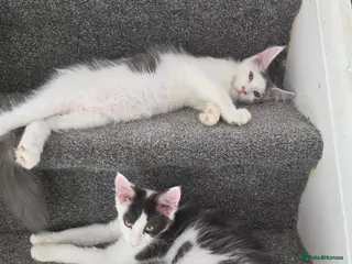 Maine Coon cats TICA REGISTERED STUNNING KITTENS - Advert 4