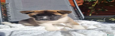 Akita 2