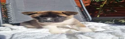 Akita dogs for sale: Pure breed American Akita puppies for sale - Advert 4