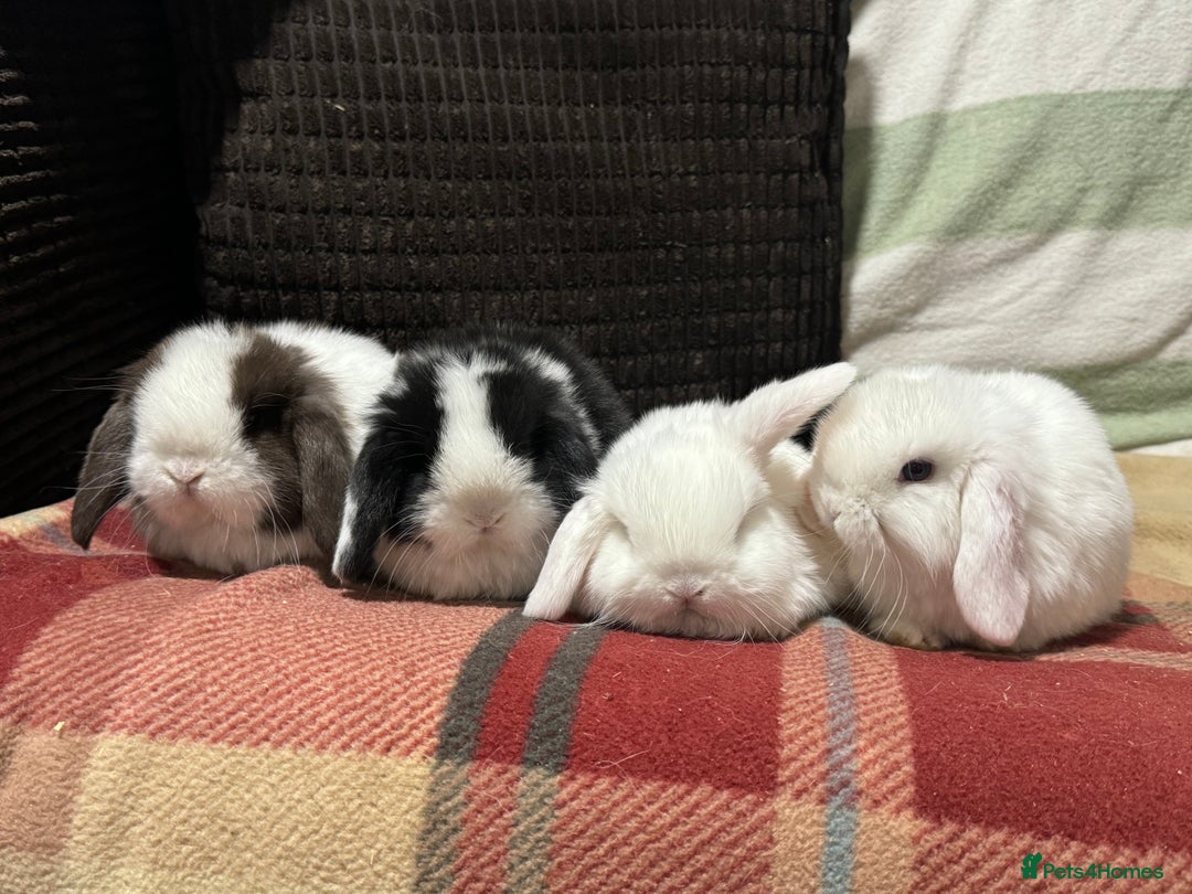 Mini Lop rabbits for sale: Cute, friendly, pure bred mini lops - Advert 3