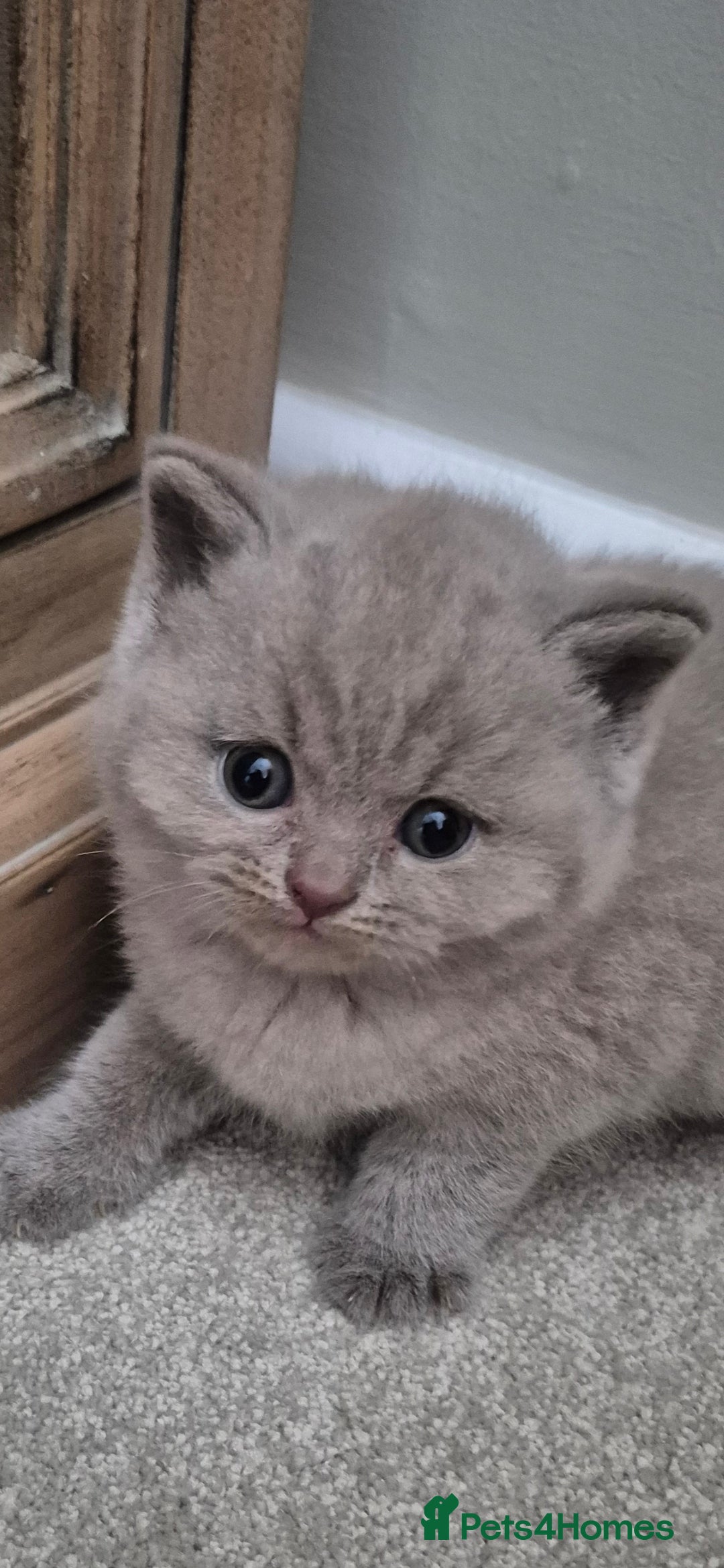 British Shorthair cats for sale: British Shorthair Kittens  - Image 2