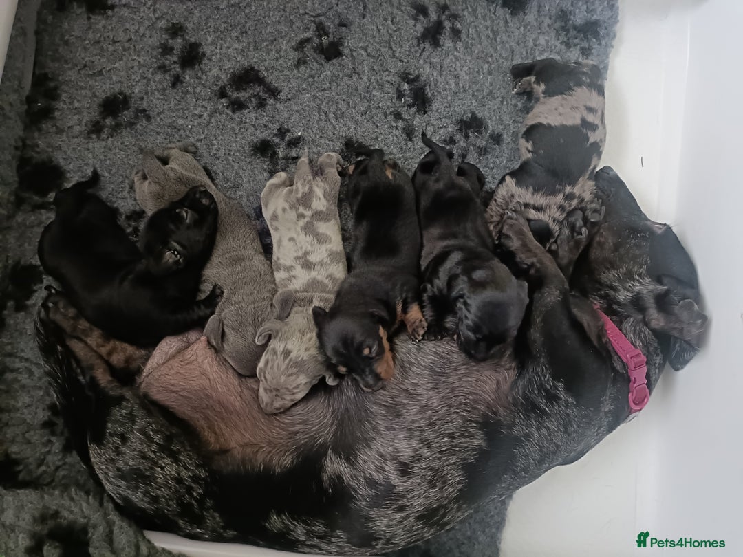 Dachshund dogs for sale: Beautiful daccys for sale ready 30th December  - Advert 11