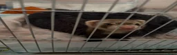 Ferret rodents for sale: Male ferret kit - Advert 6