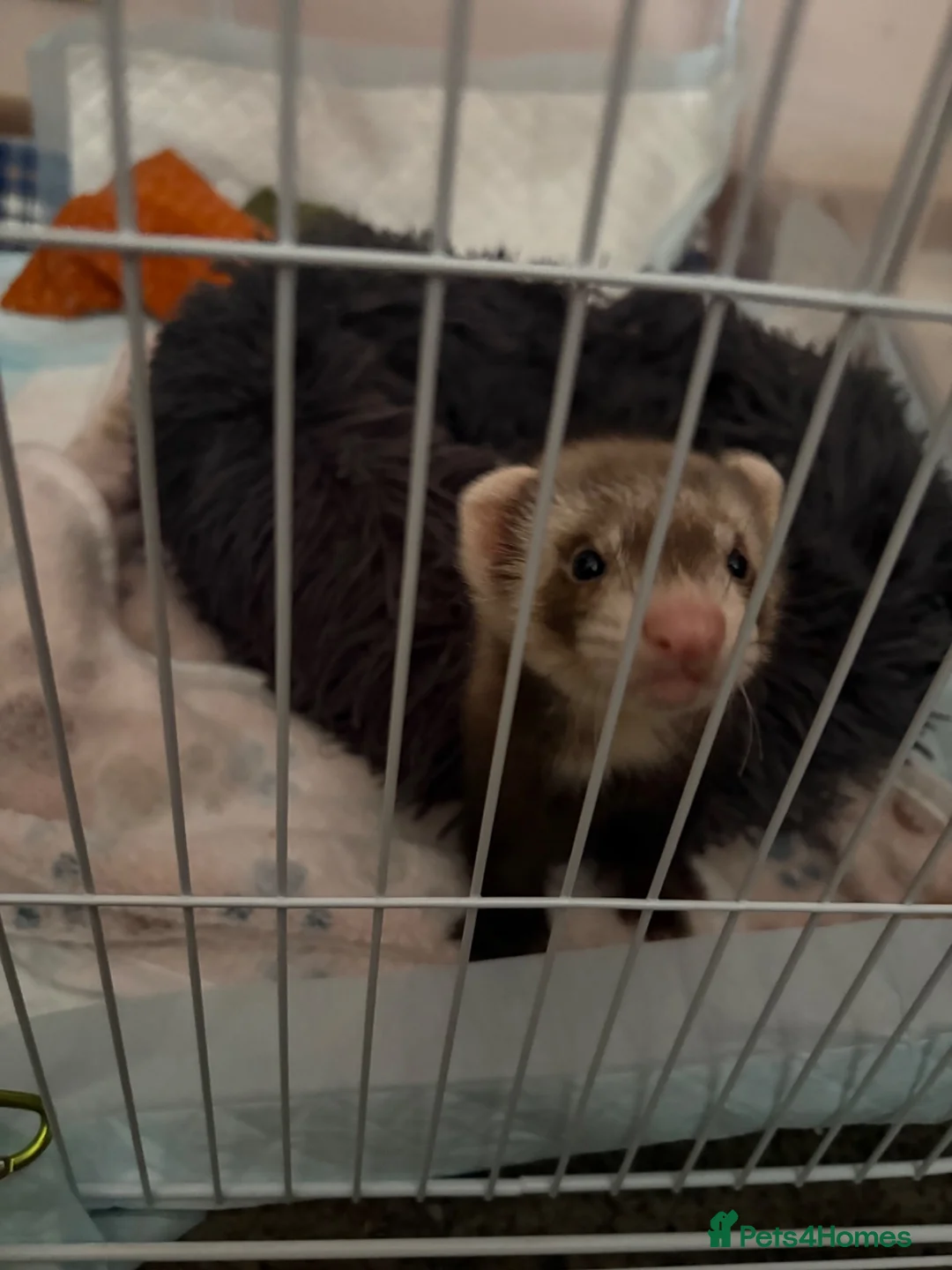 Ferret rodents for sale: Male ferret kit - Advert 6