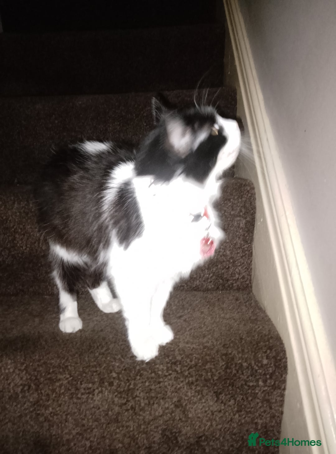 Mixed Breed cats for sale: FREE to good home - Image 5