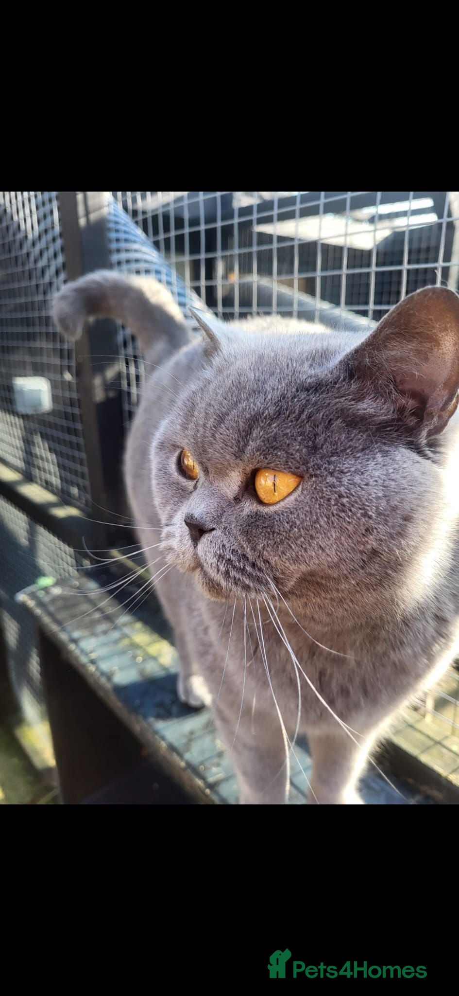 British Shorthair cats 💙🩵Stunning Skye Available💙🩵 Pedigree BSH Blue - Advert 2