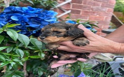 Toy Poodle dogs for sale: KC Tiny Perfect phantom poodles+colours - Image 3