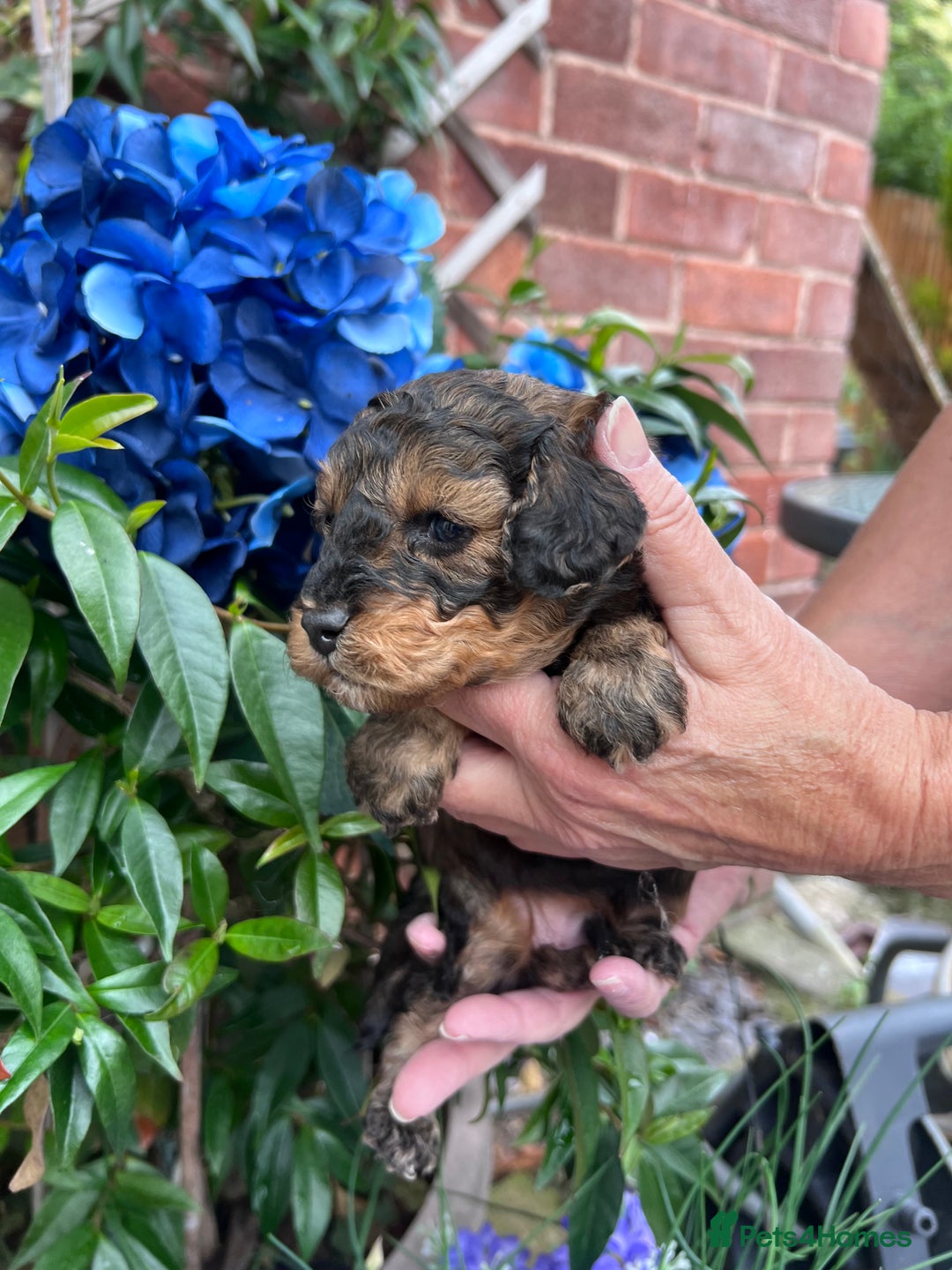 Toy Poodle dogs for sale: KC Tiny Perfect phantom poodles+colours - Image 3