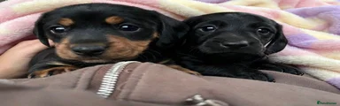 Dachshund 1