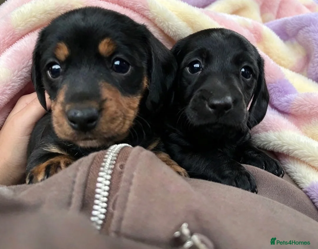 Dachshund dogs for sale: Dachshund  in Chesterfield - Advert 3