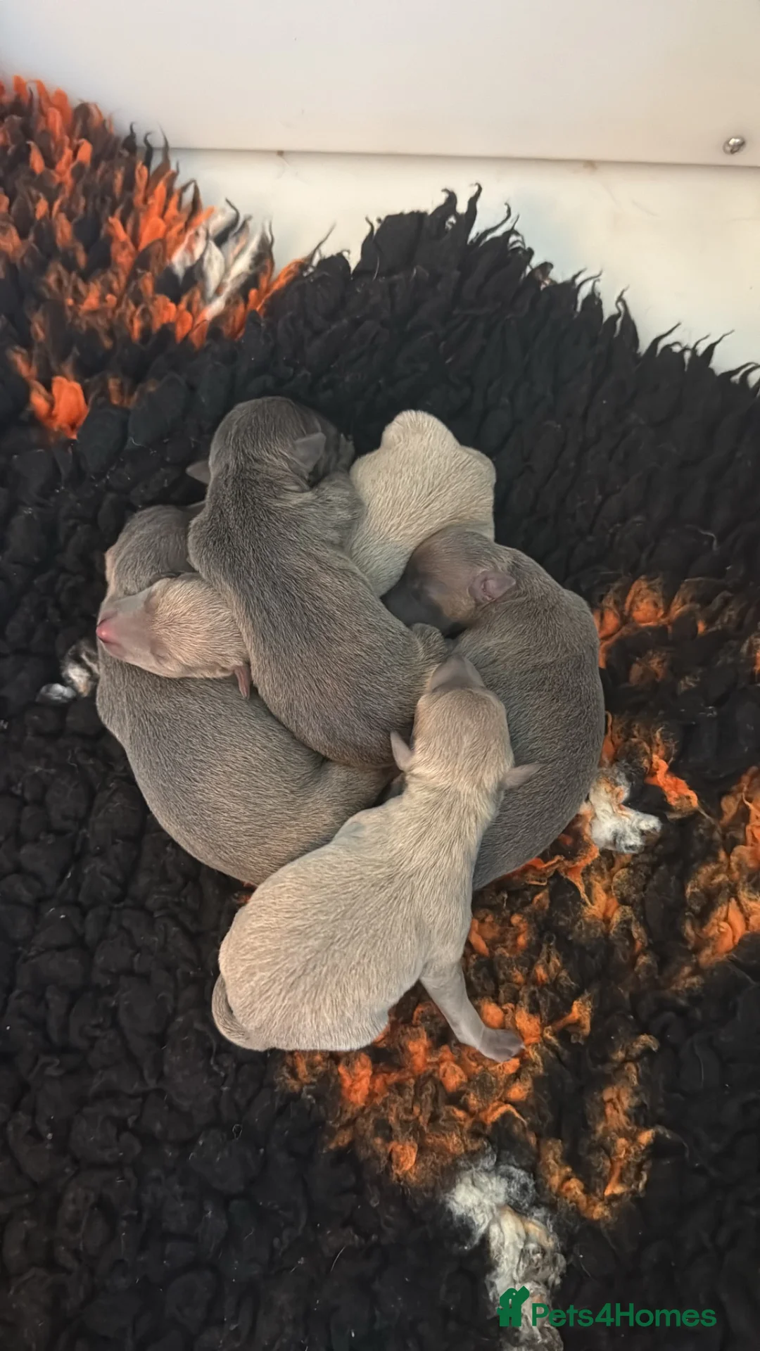 Italian Greyhound dogs for sale: KC REG Italian greyhounds - Advert 2