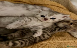 British Shorthair cats for sale: 🐾Adorable British Shorthair Kittens🐾 - Image 10