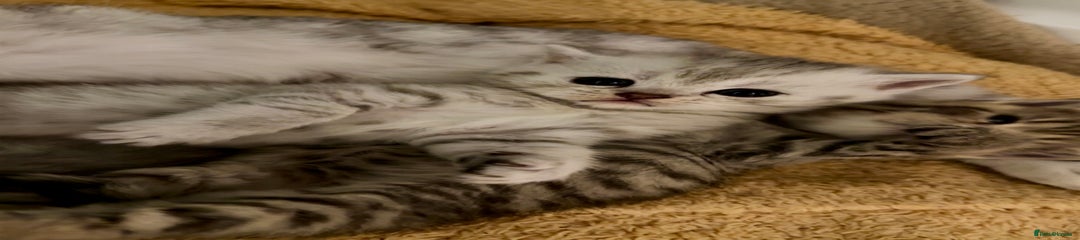 Silver Tabby Female 2