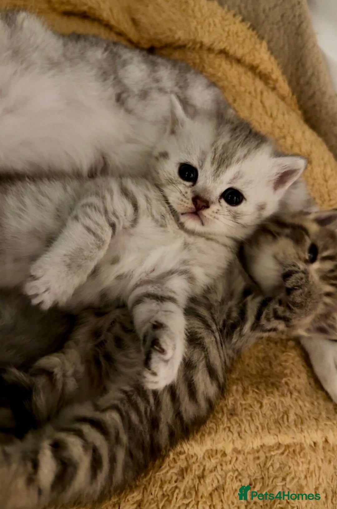 British Shorthair cats for sale: 🐾Adorable British Shorthair Kittens🐾 - Image 10