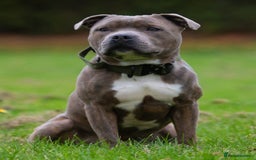 Staffordshire Bull Terrier dogs for stud: Amazing Blue Brindle Staffordshires Bull Terrier  - Image 6