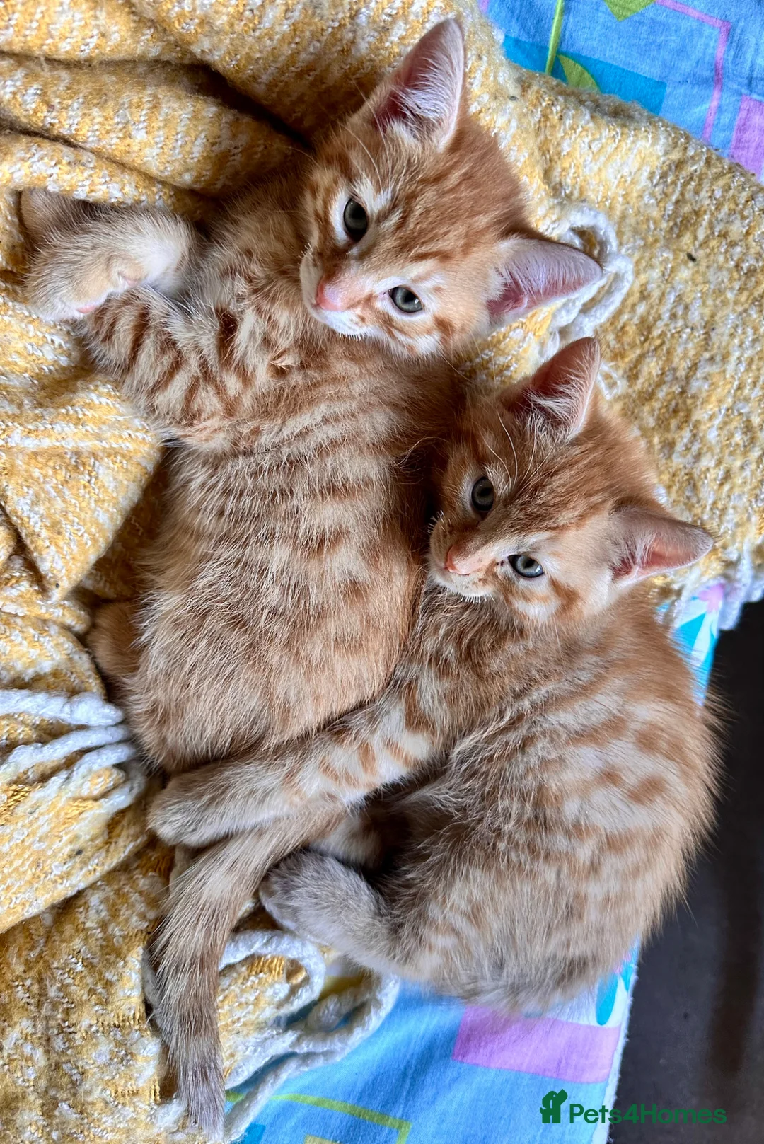 Mixed Breed cats for sale: Garfield and Timothy ginger boys  - Advert 1