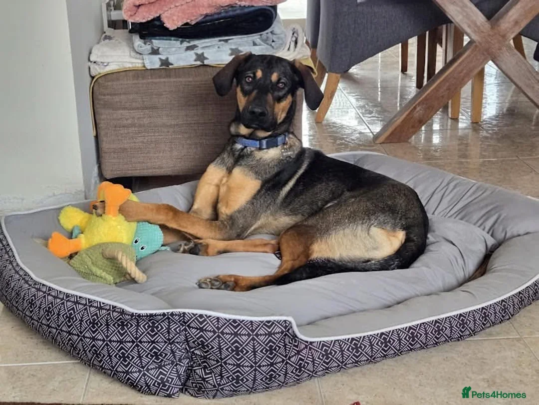 Mixed Breed dogs for adoption: Adonis the Greek handsome god  - Advert 9