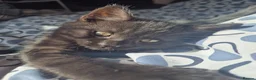 Mixed Breed cats for sale: Cats for sale - Advert 31