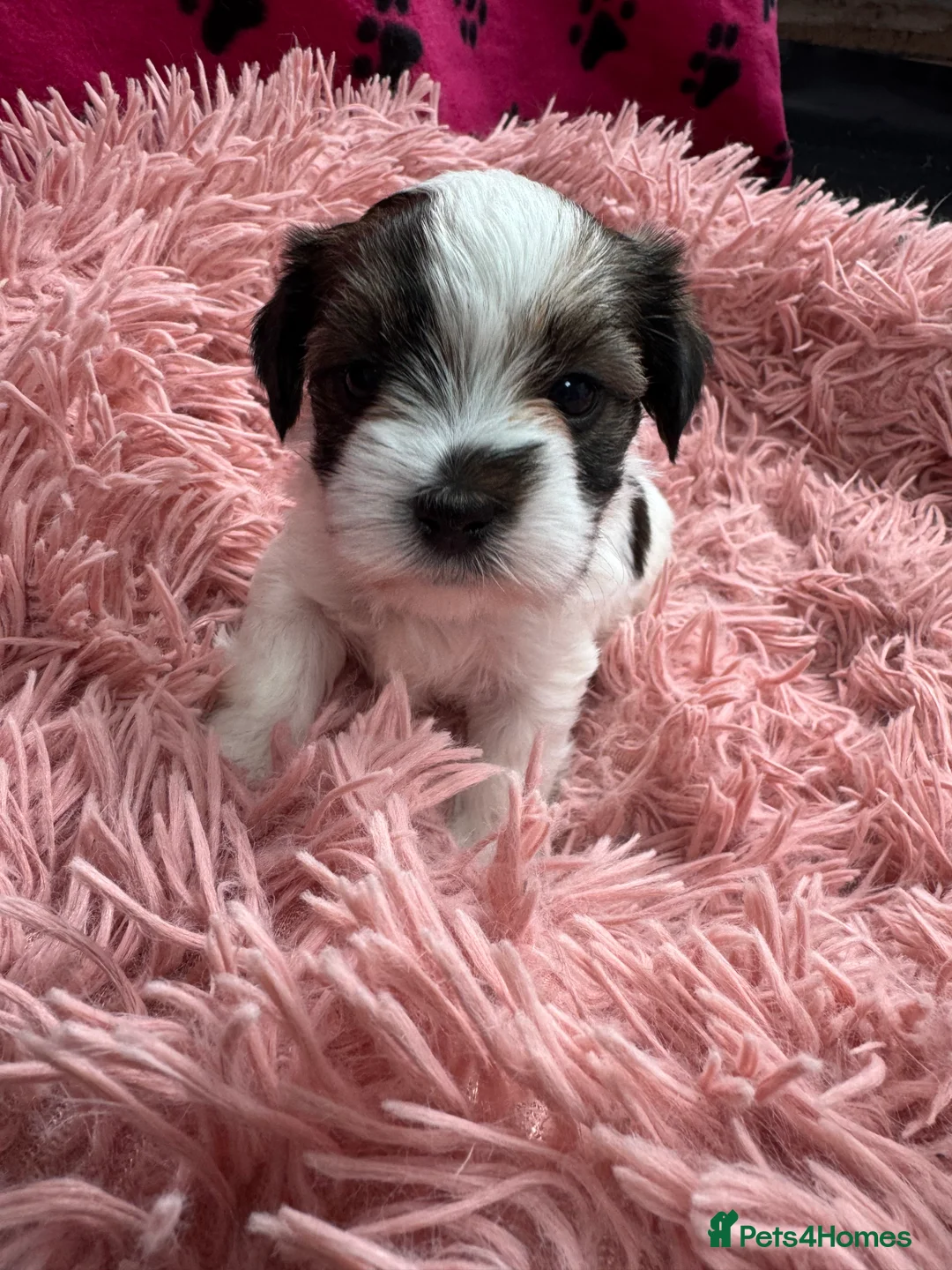 Mixed Breed dogs for sale: Parson Russell X mini Biewer rough coated pups  - Advert 20