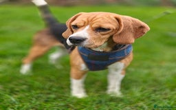 Beagle dogs for adoption: ❤️🐾 Lucy – A TRUE LITTLE GEM 🐾❤️ - Image 1