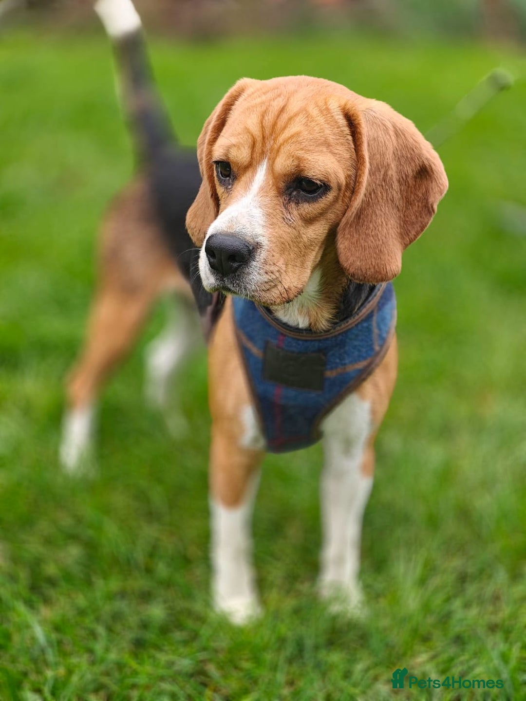 Beagle dogs for adoption: ❤️🐾 Lucy – A TRUE LITTLE GEM 🐾❤️ - Image 1