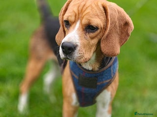 Beagle dogs - Advert 1