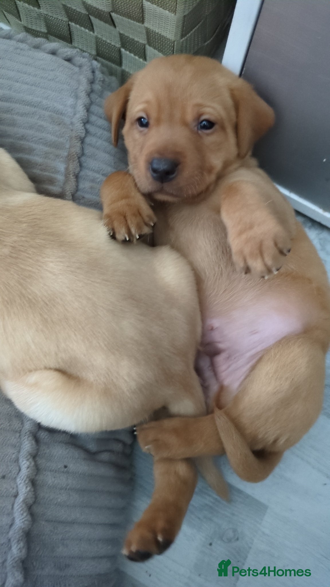 Labrador Retriever dogs Chunky Labrador puppies  - Advert 3