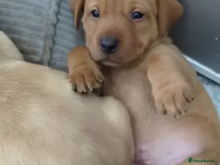 Labrador Retriever dogs Chunky Labrador puppies - Advert 1