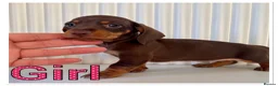 Miniature Dachshund dogs for sale: Splendid mini dachshunds  in Ipswich - Advert 10