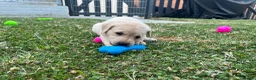 Labrador Retriever dogs for sale: KC REG LABRADOR RETRIEVER PUPPIES  in Waterlooville - Advert 7