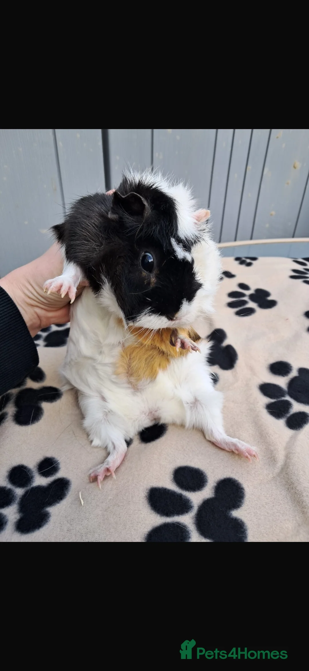 Guinea Pig rodents for sale: Breeding pair of guinea pigs  in South Shields - Advert 2