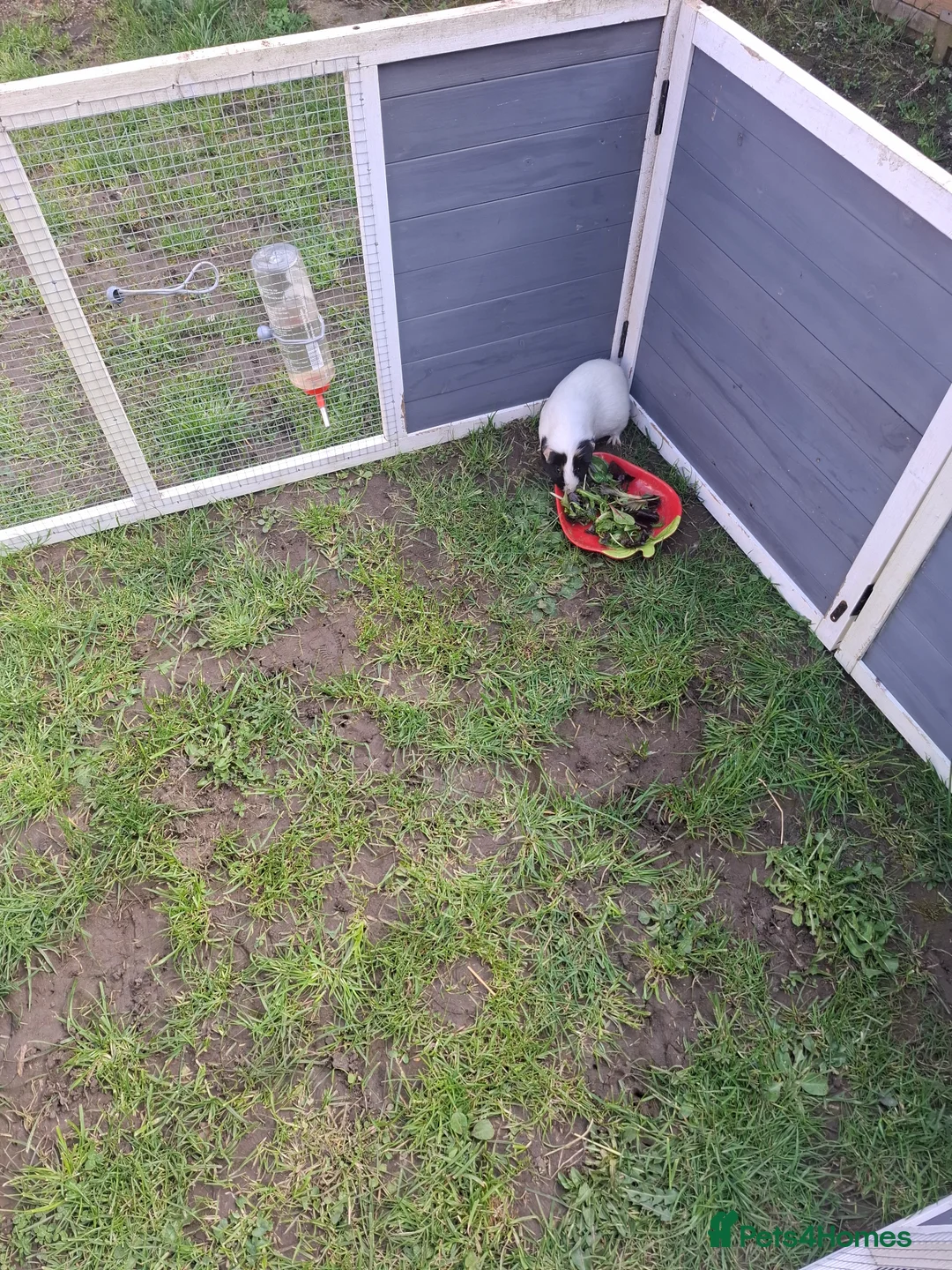 Guinea Pig rodents for sale: Male Guinea Pig - Advert 4