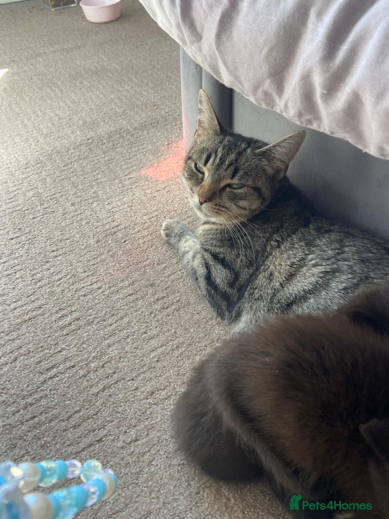 Mixed Breed cats 2 male kittens  - Advert 1