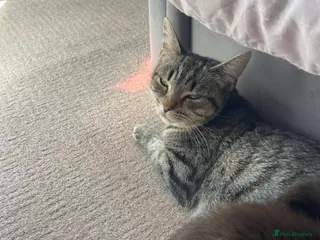 Mixed Breed cats 2 male kittens - Advert 1