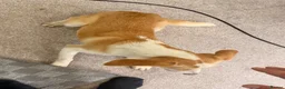 Sprollie dogs for sale: Amazing loving collie x spaniel  - Advert 3