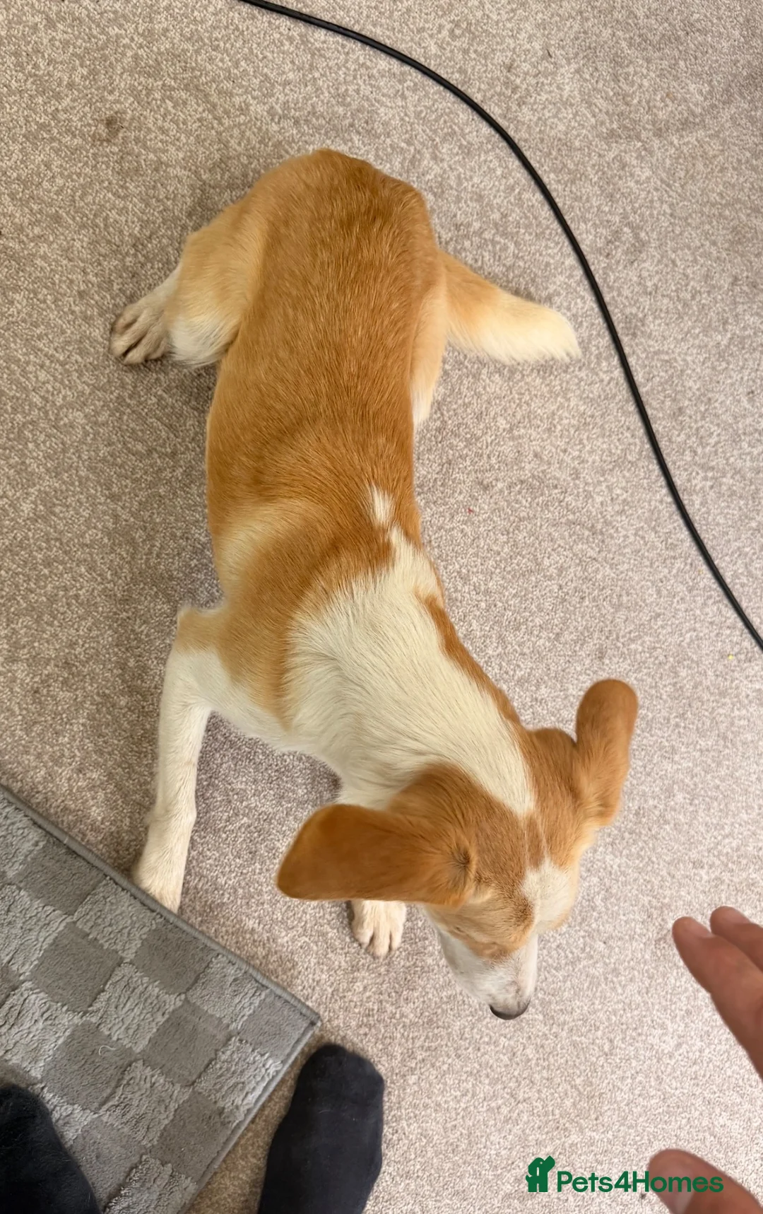 Sprollie dogs for sale: Amazing loving collie x spaniel  - Advert 3
