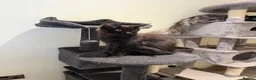 Maine Coon cats for sale: Black Smoke Maine Coon Female Kitten – Ready Now - Advert 5