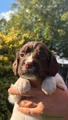 English Springer Spaniel 6